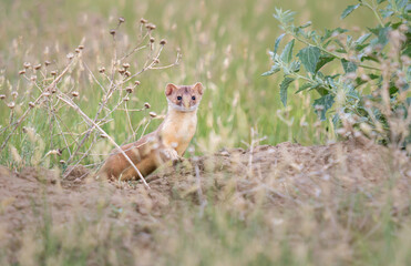 Long tailed weasel