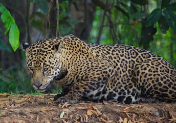 Fototapeta na wymiar leopard on the rock