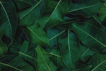 Deep dark green leaves background wallpaper for a natural texture pattern.