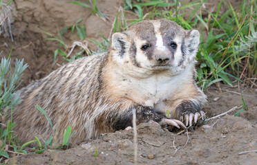 Badger