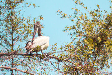 The spot-billed pelican or grey pelican, is a member of the pelican family. It breeds in southern Asia from southern Pakistan across India east to Indonesia. It is a bird