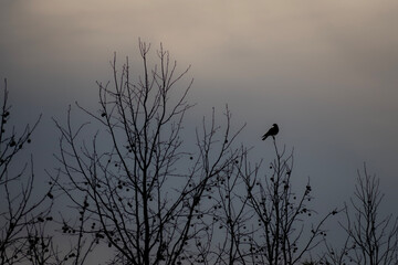 silhouette of a bird on a tree