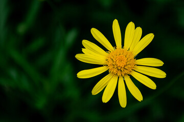 yellow flower in the garden