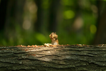 Eastern chipmunk eats nuts in the park
