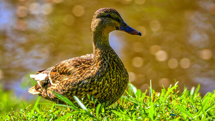 Shubenacadie Provincial Wildlife Park, Nova Scotia