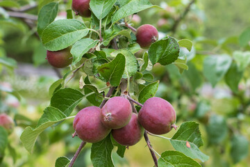 Red apples growing on a tree in the orchard
