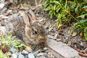 Closeup of a baby Eastern cottontail rabbit hiding on the garden pathway