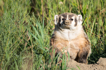 Badger in the prairies