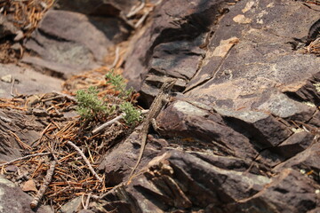 Close up of a lizard on a rock