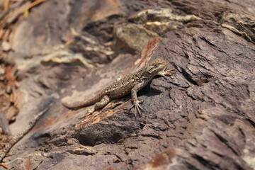 Close up of a lizard on the stone