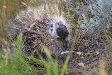 Porcupine in the wild