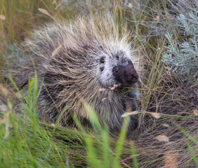 Porcupine in the wild