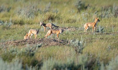 Endangered swift fox in the wild