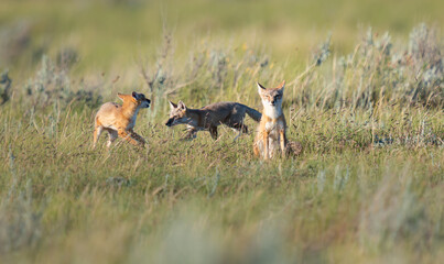 Endangered swift fox in the wild