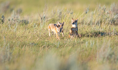 Endangered swift fox in the wild