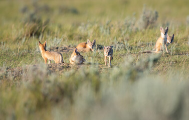 Endangered swift fox in the wild