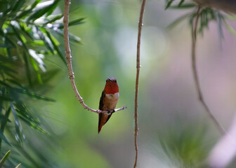 Rufus hummingbird on dead branch