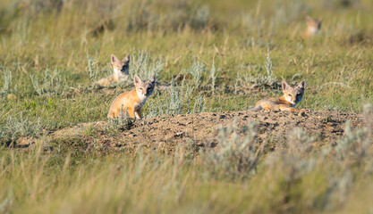 Endangered swift fox in the wild
