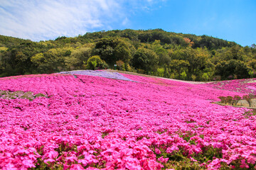 志摩市観光農園芝桜公園