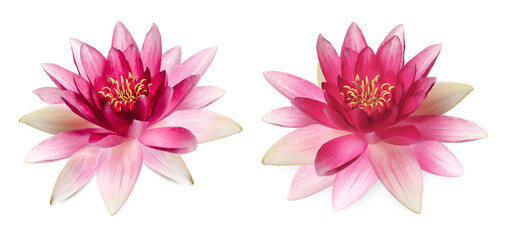 Two beautiful lotus flowers isolated on white