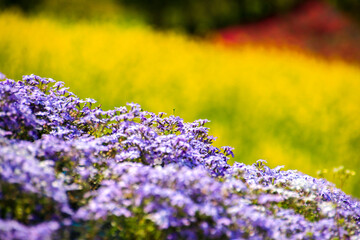 志摩市観光農園芝桜公園