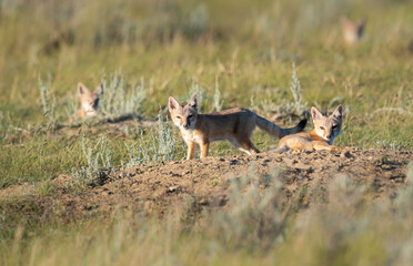 Endangered swift fox in the wild