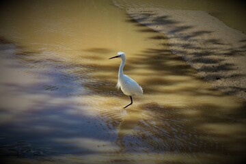 White heron