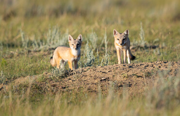Fototapeta premium Endangered swift fox in the wild