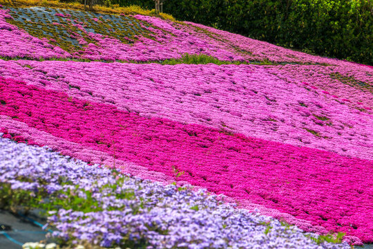 芝桜 の画像 66 225 件の Stock 写真 ベクターおよびビデオ Adobe Stock