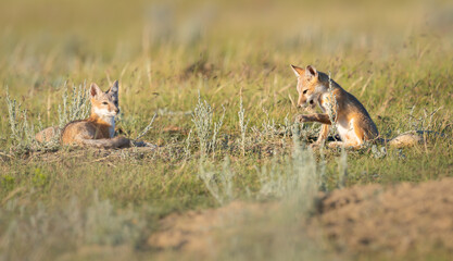 Endangered swift fox in the wild