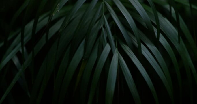 Dark green fern hangs from a palm tree in a dark and moody jungle forest