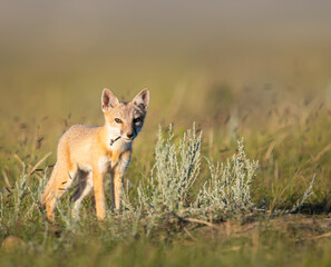 Endangered swift fox in the wild