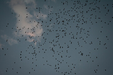 birds in the sky