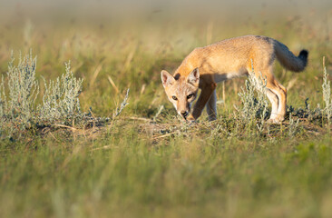 Endangered swift fox in the wild
