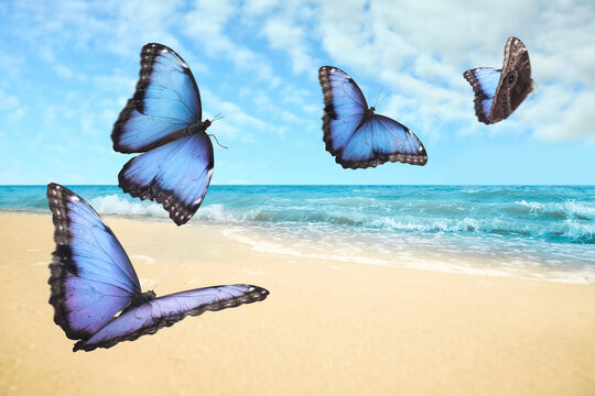 Beautiful butterflies flying over sandy beach and ocean