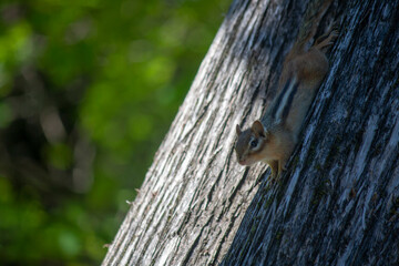squirrel on a tree trunk