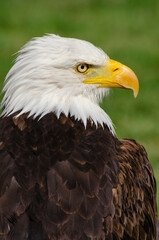 Eagle Looks Right