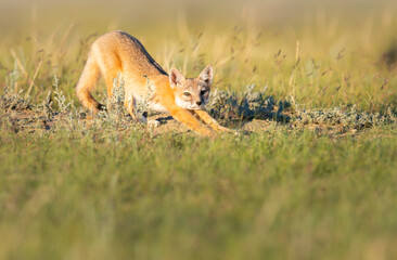 Endangered swift fox in the wild