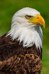 Portrait of the bald eagle