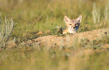 Endangered swift fox in the wild
