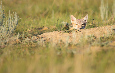 Endangered swift fox in the wild