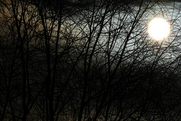 sunset in the forest