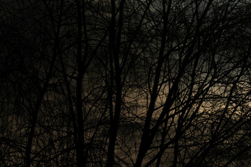 silhouette of a tree