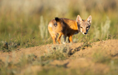 Naklejka na ściany i meble Endangered swift fox in the wild