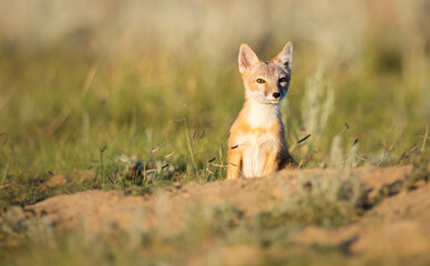Endangered swift fox in the wild - 374223355