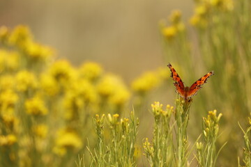 Butterfly spreading its wings sitting on goldenrod flowers