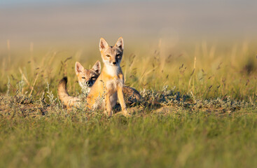 Endangered swift fox in the wild