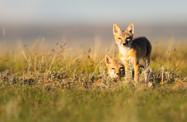 Endangered swift fox in the wild