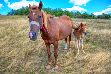 horses on the meadow . Mother and baby horse