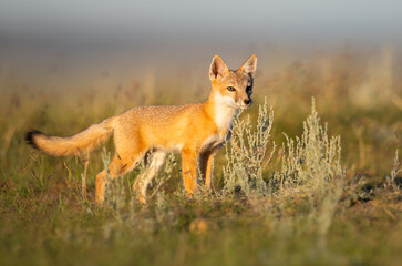 Endangered swift fox in the wild